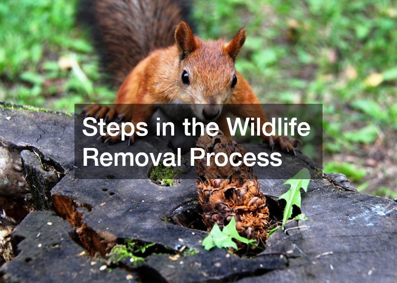 Steps in the Wildlife Removal Process